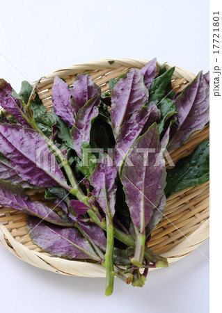 金時草 金時草 17721801