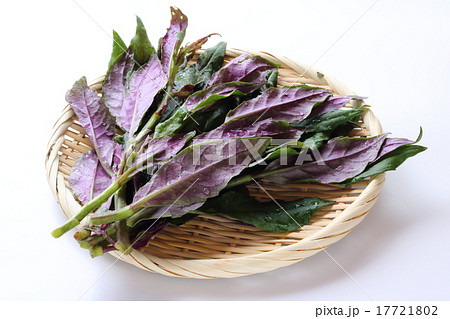 金時草 金時草 17721802