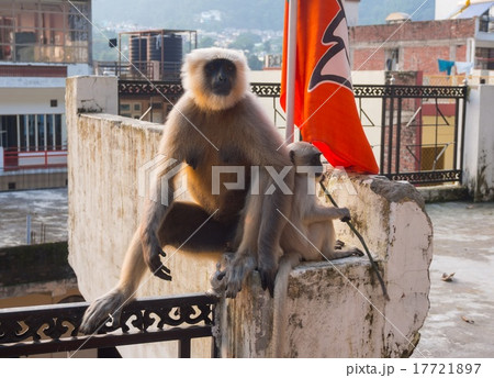 Female black langur with calf 17721897
