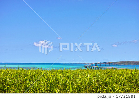 サトウキビ畑と伊良部大橋 サトウキビ畑と伊良部大橋 17721981