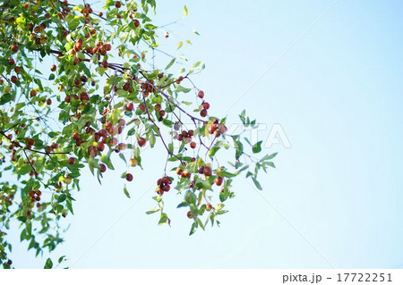 ナツメ ナツメ 17722251