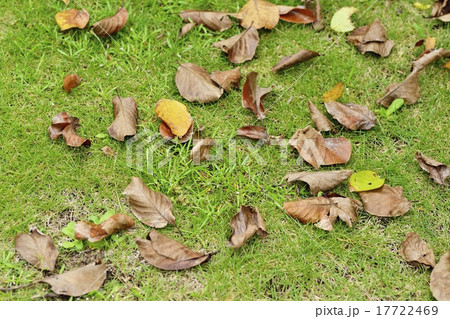 落葉（木蓮） 17722469