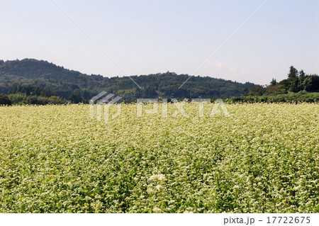 常陸城里町の風景　そば畑 17722675