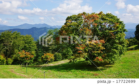 池田町大峰大カエデ 池田町大峰大カエデ 17722699