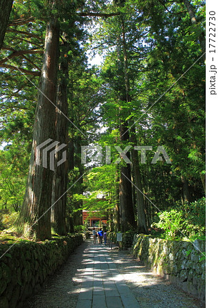光前寺　杉並木参道 17722730