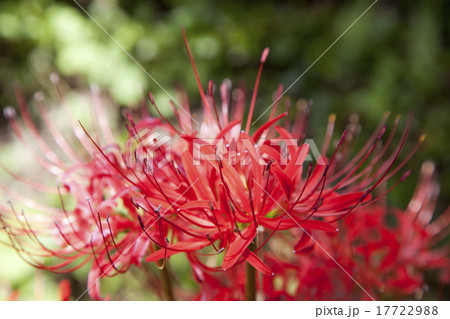 花 花 17722988