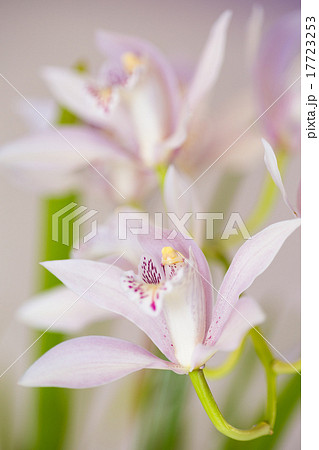 シンビジューム 17723253