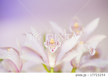 シンビジューム シンビジューム 17723254