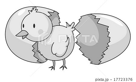Little chick coming out of eggshell 17723376