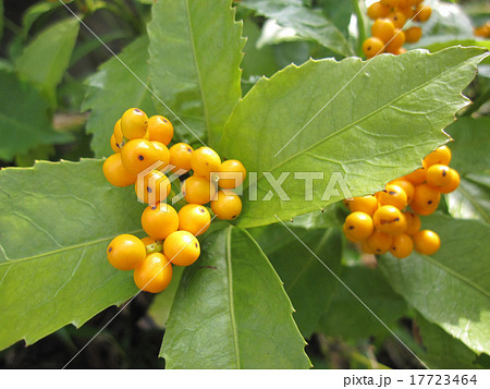 黄実千両 17723464