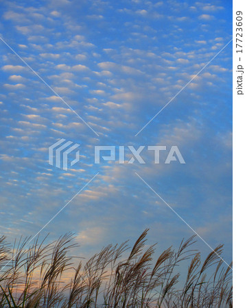秋空とすすきとうろこ雲 17723609