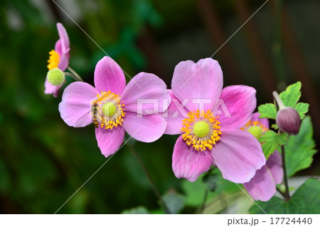 シュウメイギク シュウメイギク 17724440