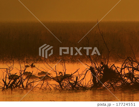 宮城県栗原市 伊豆沼の朝 宮城県栗原市 伊豆沼の朝 17724551