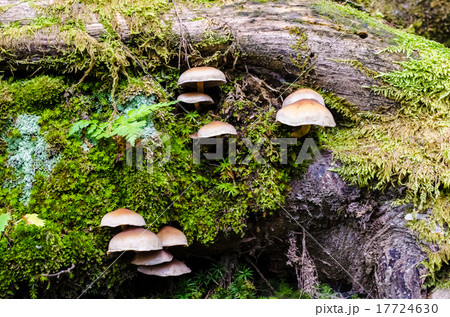 森　こけ　きのこ　forest　moss　mushroom 17724630