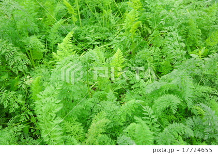 green carrot plants in growth at vegetable garden green carrot plants in growth at vegetable garden 17724655