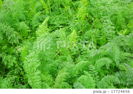 green carrot plants in growth at vegetable garden green carrot plants in growth at vegetable garden 17724656