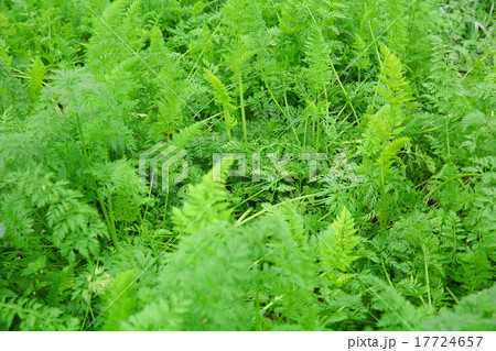 green carrot plants in growth at vegetable garden green carrot plants in growth at vegetable garden 17724657