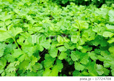 green celery plant in growth at vegetable garden green celery plant in growth at vegetable garden 17724708