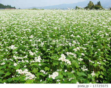 ソバの花畑 17725075