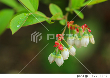 花 イチゴノキ 17725525