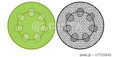 維管束 双子葉類のイラスト素材