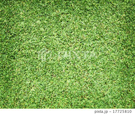 Beautiful green grass texture 17725810