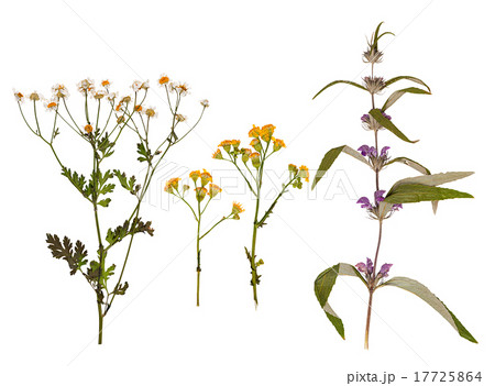 Set of wild dry pressed flowers and leaves 17725864