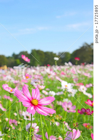 昭和記念公園　コスモスまつり 17725895