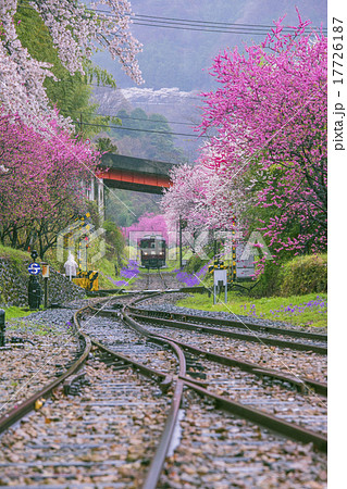 花と雨の神戸駅（縦） 17726187