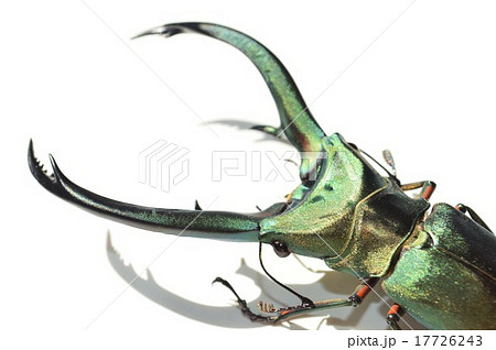 エラフスホソアカクワガタの大アゴアップ 白背景 エラフスホソアカクワガタの大アゴアップ 白背景 17726243