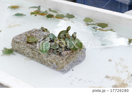 町田天満宮 例大祭 ミドリカメ 町田天満宮 例大祭 ミドリカメ 17726280