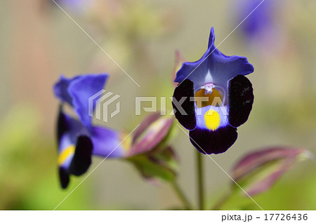 トレニア トレニア 17726436