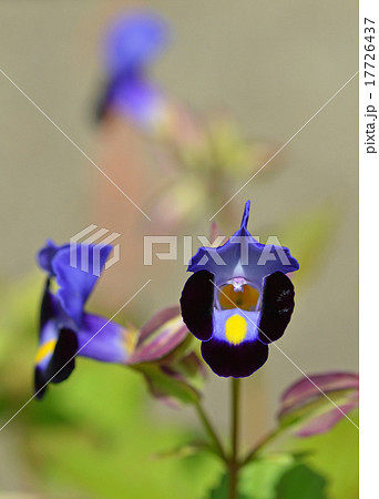 トレニア トレニア 17726437