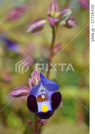 トレニア トレニア 17726439