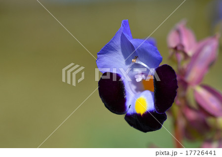 トレニア トレニア 17726441