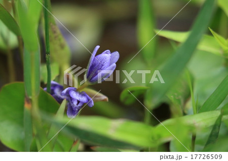 自然 植物 コナギ、青紫のきれいな花ですが無農薬の水田の手ごわい雑草だそうです 自然 植物 コナギ、青紫のきれいな花ですが無農薬の水田の手ごわい雑草だそうです 17726509