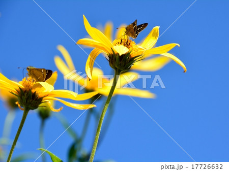 黄色い菊芋の花が青空に向かって 黄色い菊芋の花が青空に向かって 17726632
