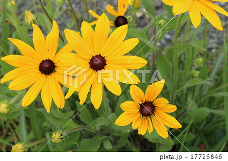 荒毛反魂草 17726846