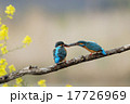 カワセミのプロポーズ 17726969