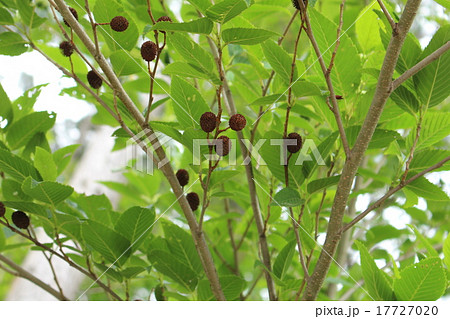 はんのき 17727020