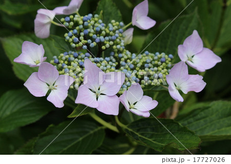 紫色の額紫陽花 紫色の額紫陽花 17727026