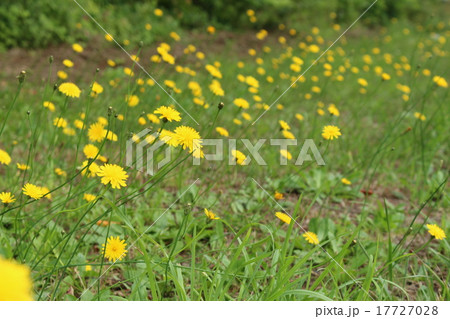 豚菜の群生 豚菜の群生 17727028