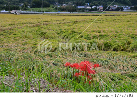 彼岸の頃、収穫を急ぐ田 17727292
