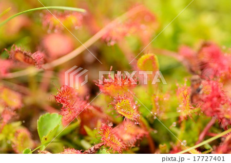 モウセンゴケ 17727401