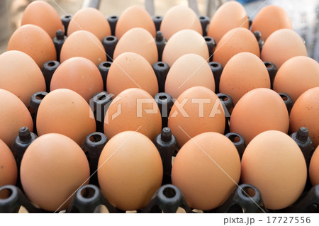 fresh organic eggs from chicken farm agriculture fresh organic eggs from chicken farm agriculture 17727556