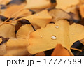 水面に積もったイチョウの葉 17727589