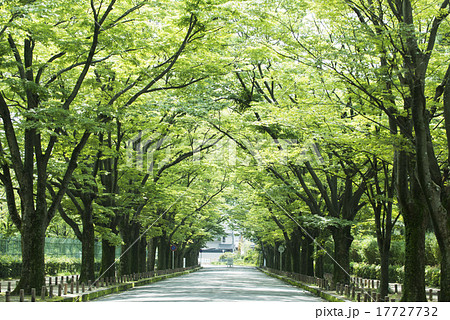 京都府立植物園前の並木道の写真素材