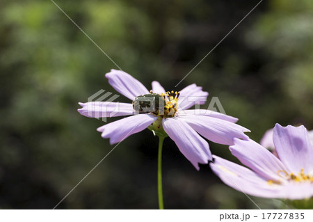 ハナムグリとコスモス　9月 17727835