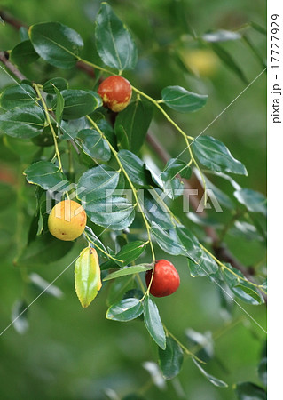 自然 植物 ナツメ 花は目立ちませんが実は目立つだけでなくお菓子や薬になります の写真素材