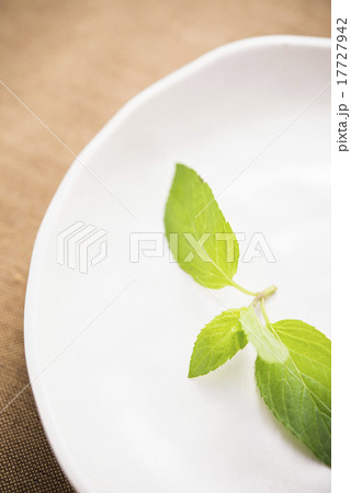 ペパーミント ペパーミント 17727942